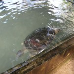 Sea-Turtle-Farm08