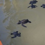 Морских черепах-Farm17