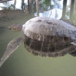 Sea-Turtle-Farm22