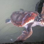Морских черепах-Farm23
