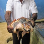 Sea-Turtle-Farm24