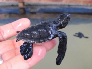 Sea-Turtle-Farm26