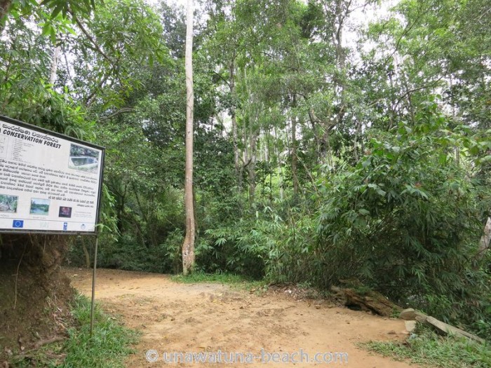 Kottawa réserve forestière 04